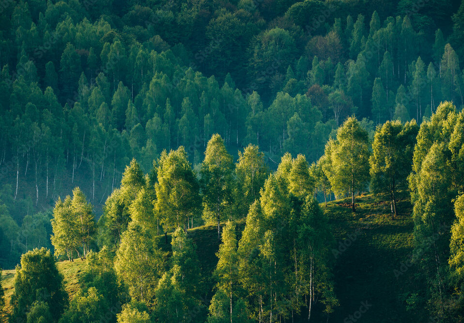 Sunrays over a green forest in summer.